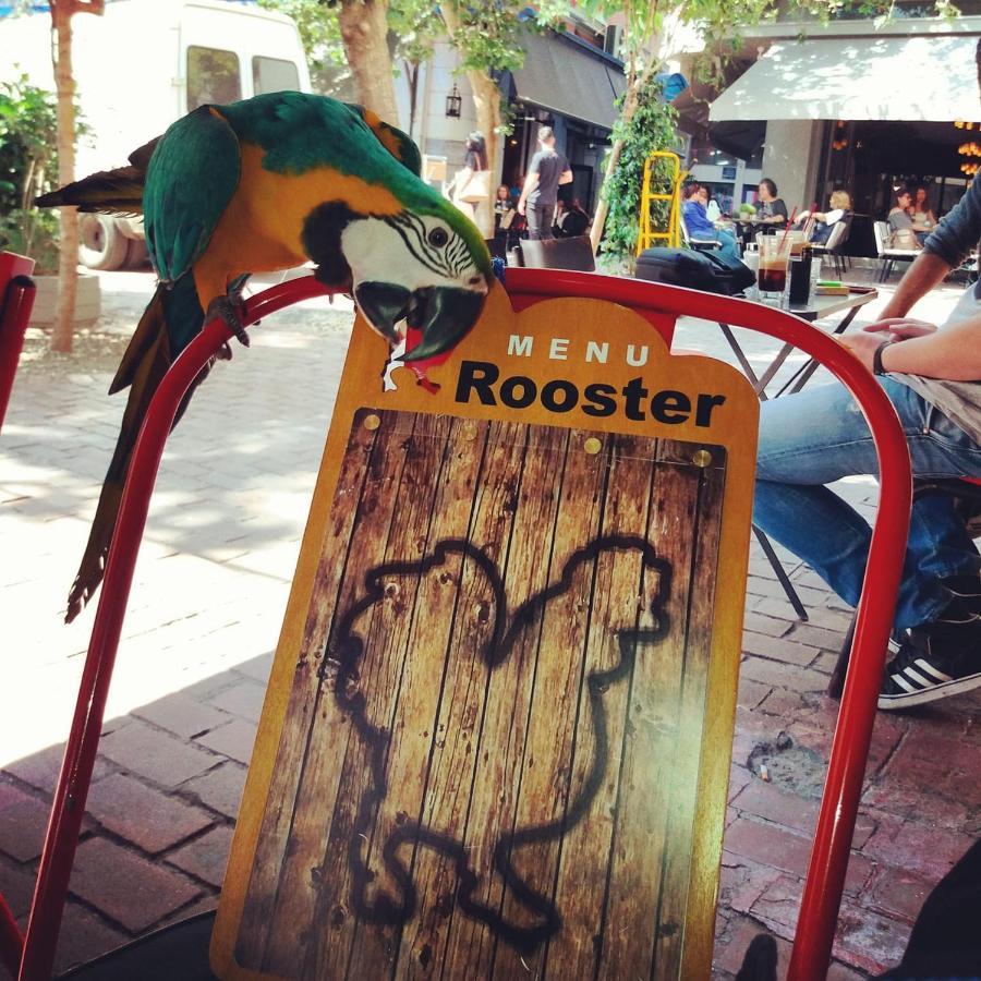 Rooster Suites Atenas Exterior foto